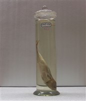 藏品(白腹鯖)的圖片